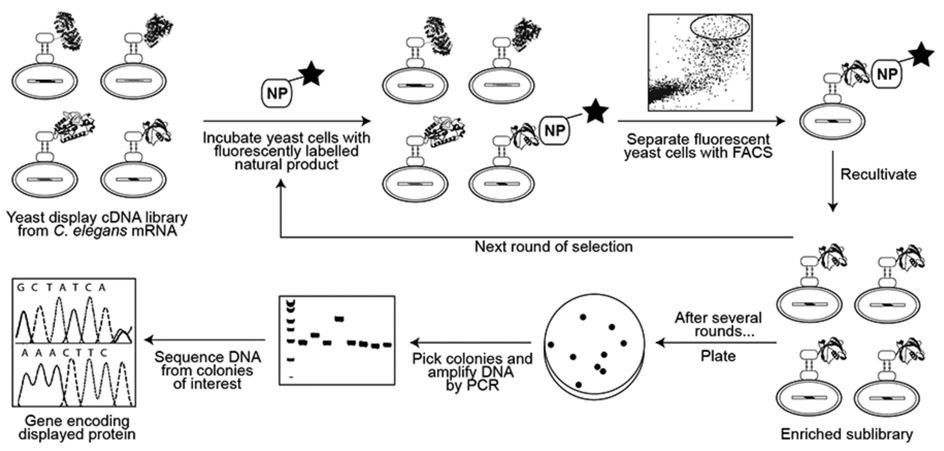 Yeast Display cDNA Library Construction Service