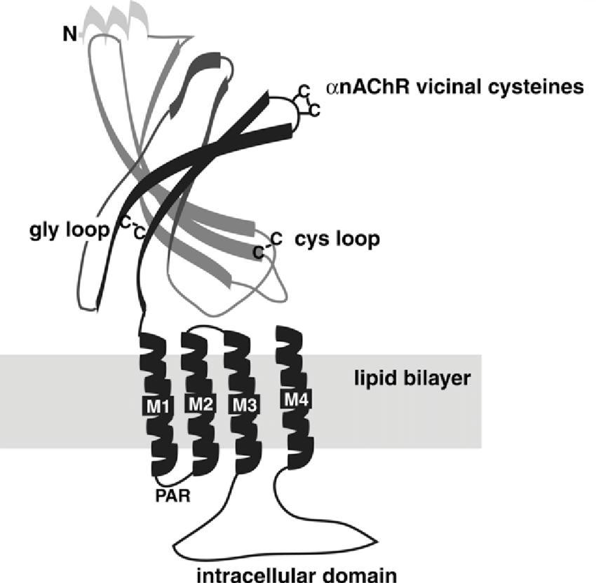 ZACN Membrane Protein Introduction
