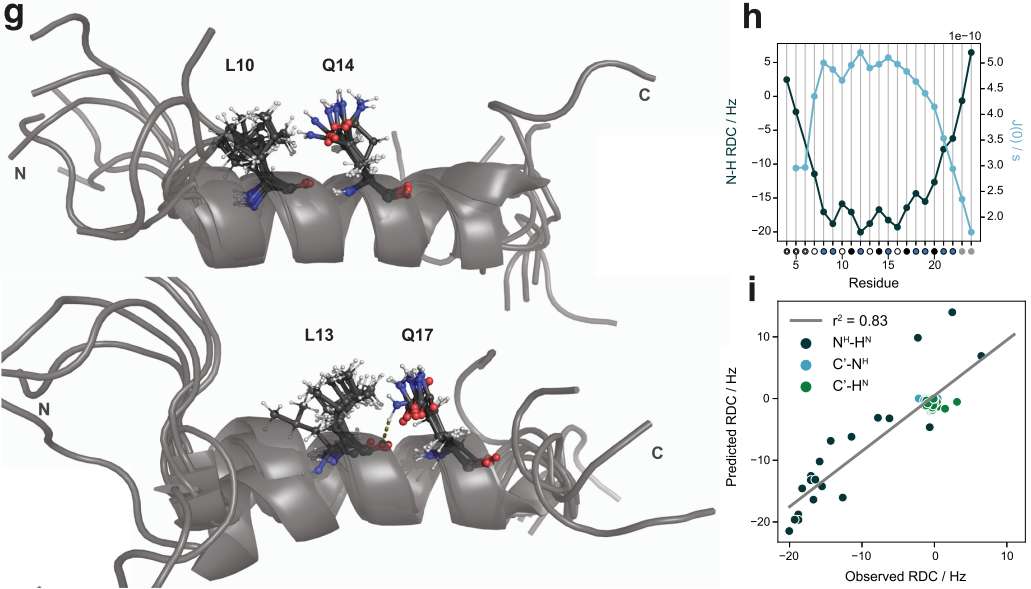 Fig.1 Structure of a glutamine-based single α-helix. (Escobedo, et al., 2022)