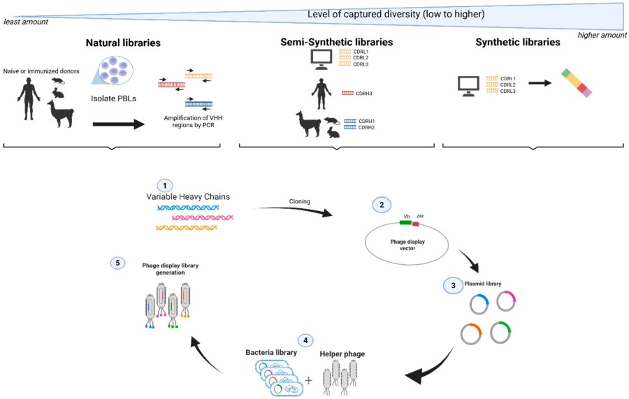 Advanced Monoclonal Antibody Discovery Service 