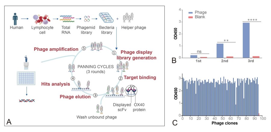 Elite Human Monoclonal Antibody Discovery Service 