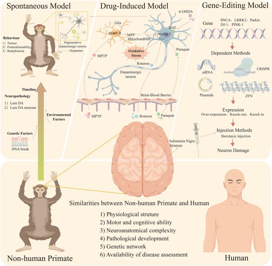 Elite Non-Human Primate (NHP) Monoclonal Antibody Discovery Service 