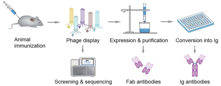 Elite Mouse Monoclonal Antibody Discovery Service 