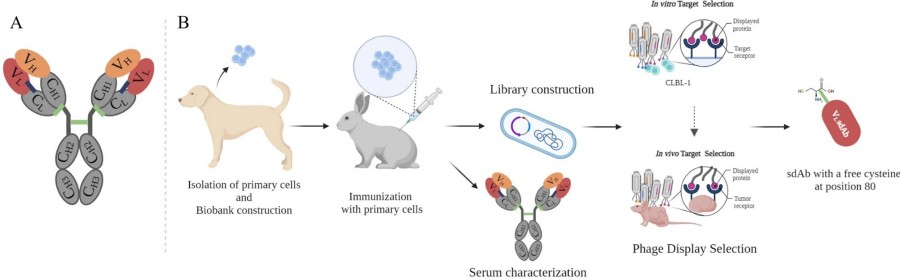 Advanced Rabbit Monoclonal Antibody Discovery Service 