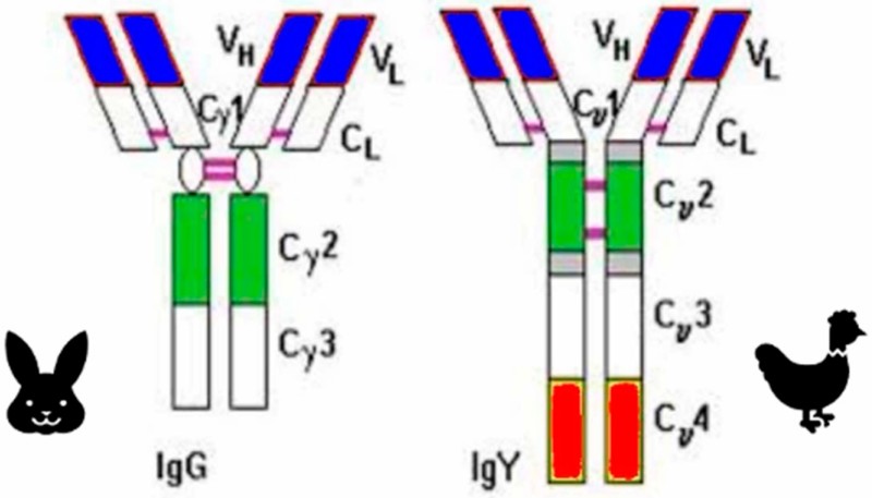 Advanced Chicken IgY Monoclonal Antibody Discovery Service