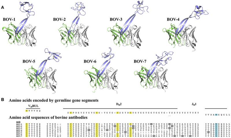 Advanced Bovine (Cattle) Monoclonal Antibody Discovery Service