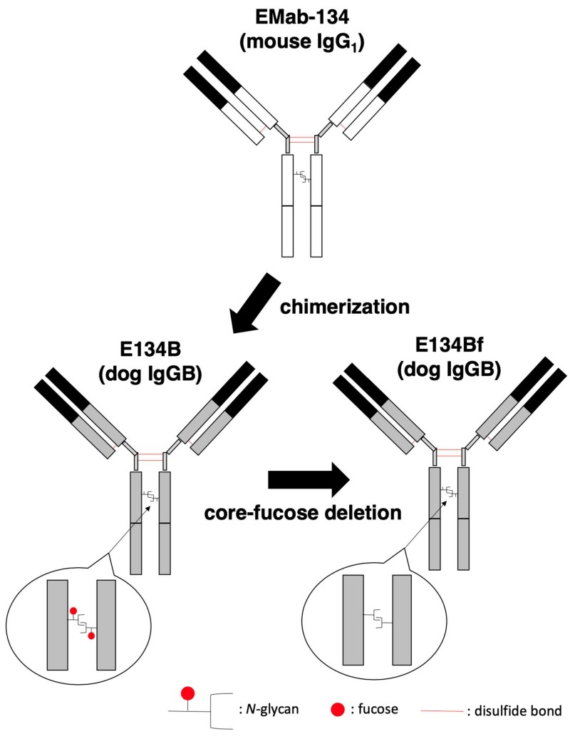 Advanced Canine (Dog) Monoclonal Antibody Discovery Service