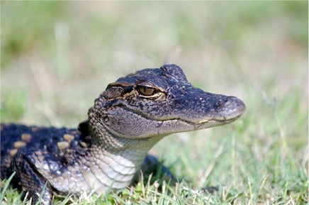 Advanced Alligator Monoclonal Antibody Discovery Service