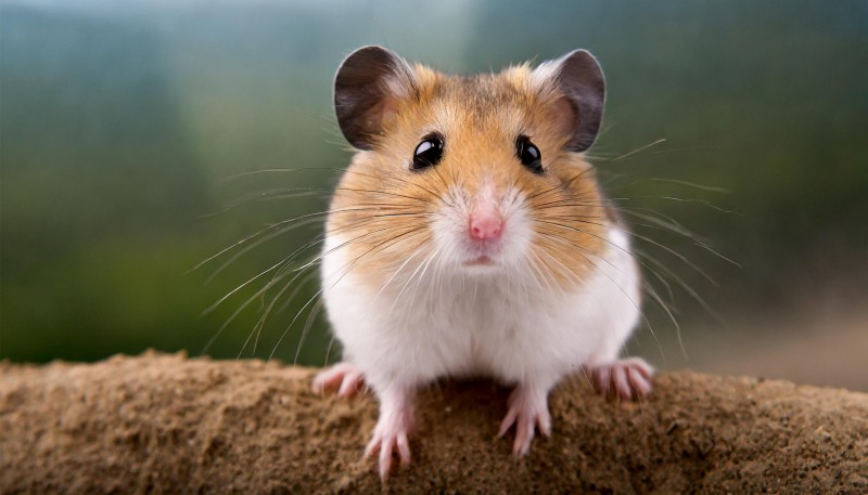 Advanced Hamster Monoclonal Antibody Discovery Service
