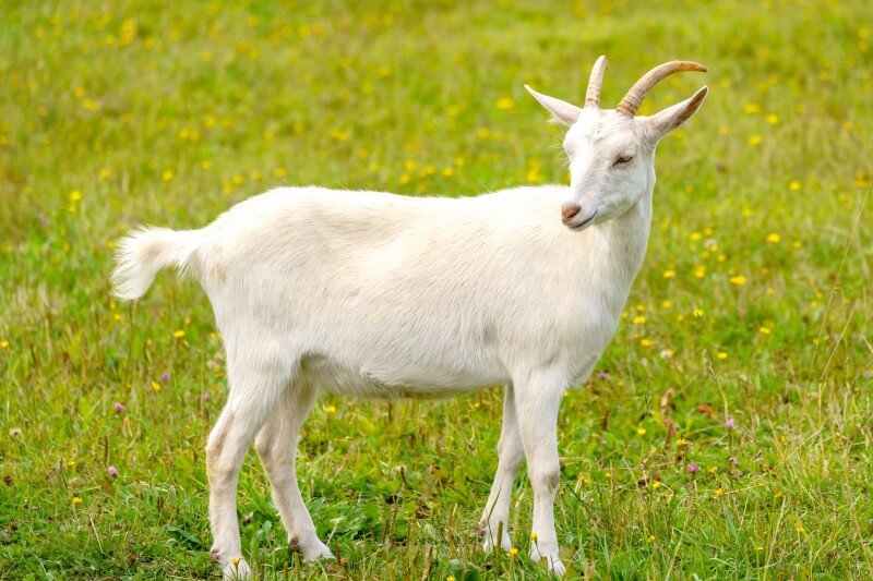 Advanced Goat Monoclonal Antibody Discovery Service
