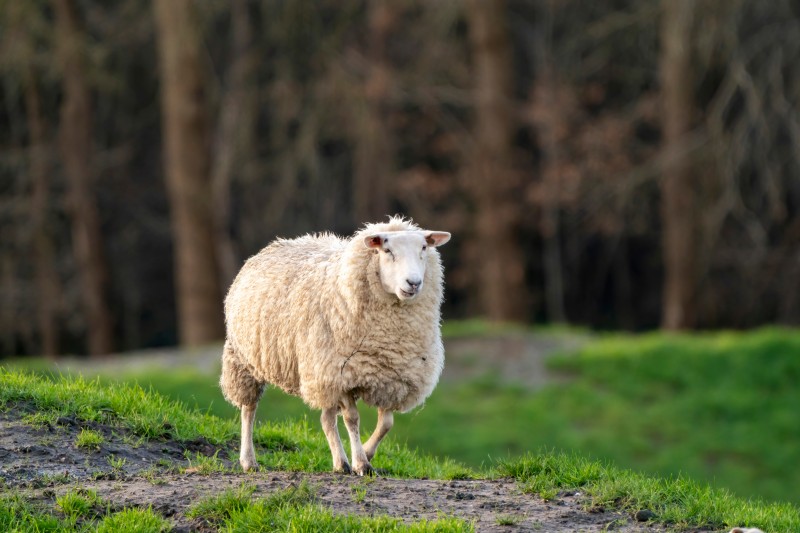 Advanced Sheep Monoclonal Antibody Discovery Service