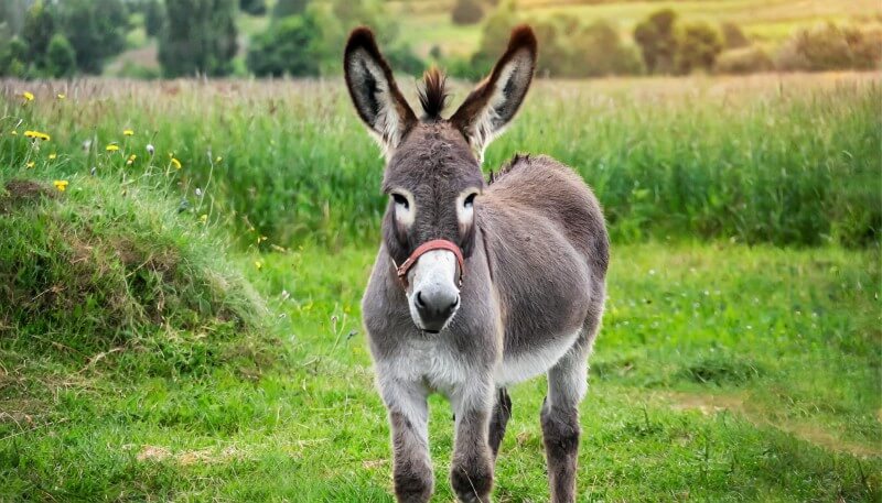 Advanced Donkey Monoclonal Antibody Discovery Service