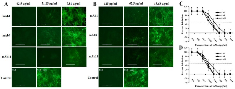 Advanced Porcine (Pig) Monoclonal Antibody Discovery Service