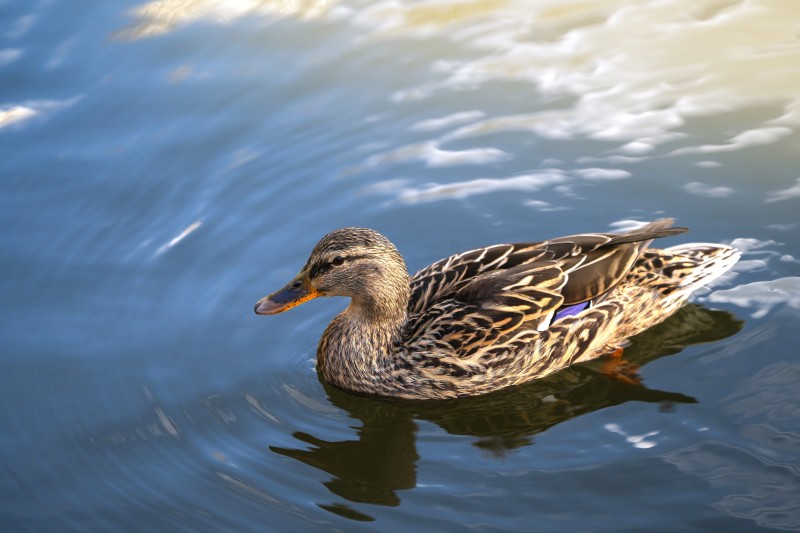 Advanced Duck Monoclonal Antibody Discovery Service