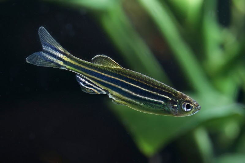 Advanced Zebrafish Monoclonal Antibody Discovery Service