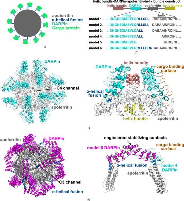 Engineered Protein Scaffold Discovery Service: Pioneering the Next Generation of Biotherapeutics