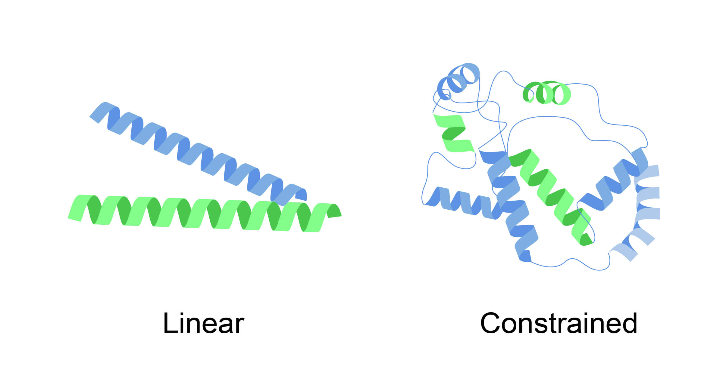 Constrained Peptide Library Construction Service: Unlocking the Future of Peptide Therapeutics
