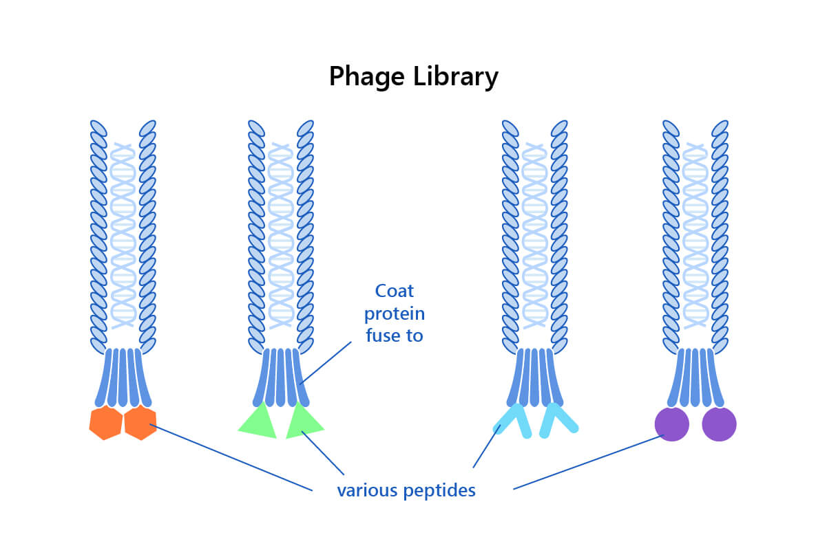 Fig. 2 Phage display constrained peptide library. (Creative Biolabs Original)