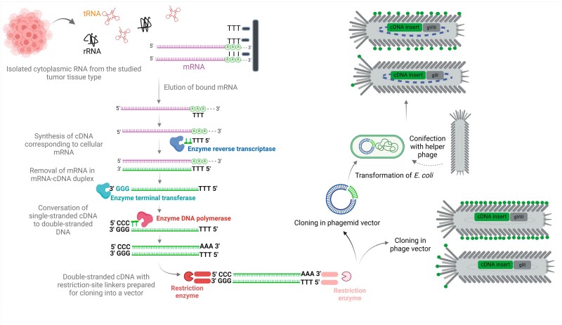 High-Quality cDNA Library Construction Services: Empowering Functional Genomics and Antibody Discovery