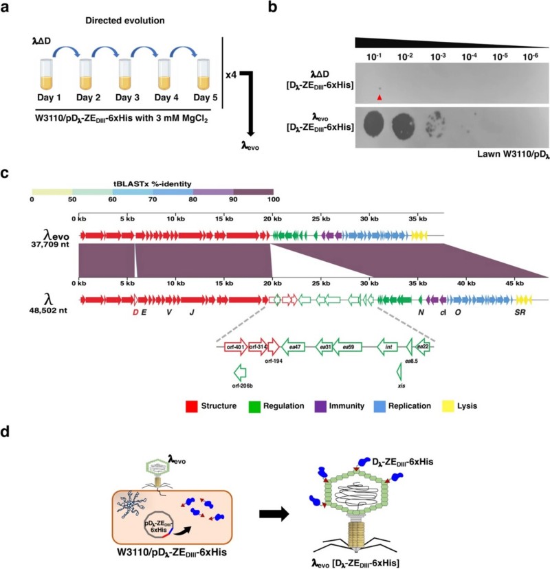 High-Fidelity Lambda Phage Genome Library Construction Service