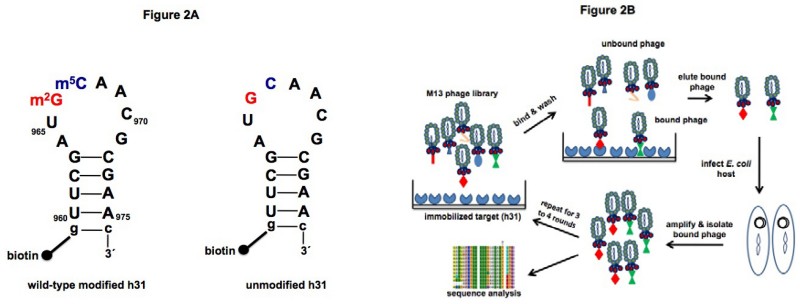 Advanced M13 Phage Library Construction Services