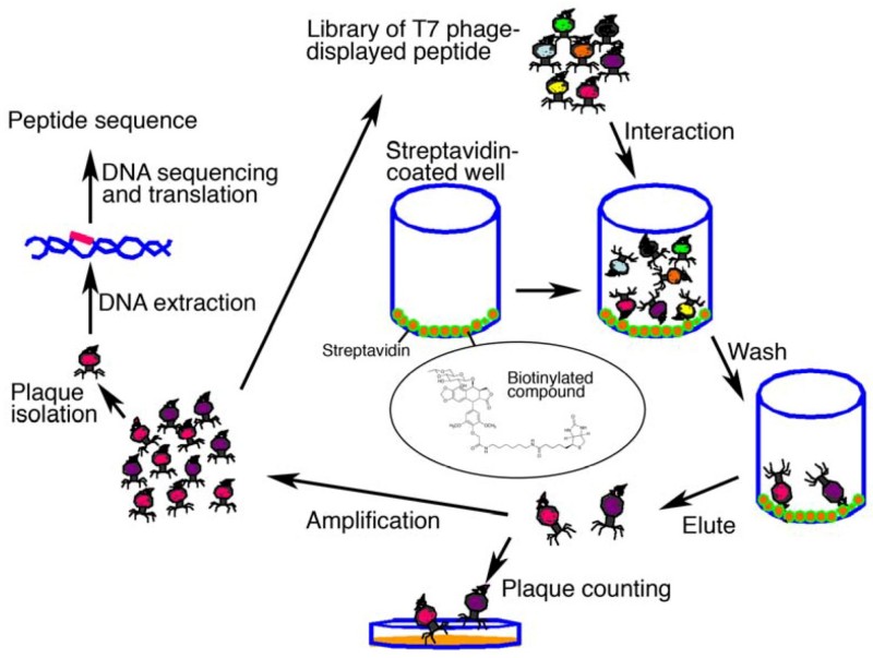 Premier T7 Phage Library Construction Services