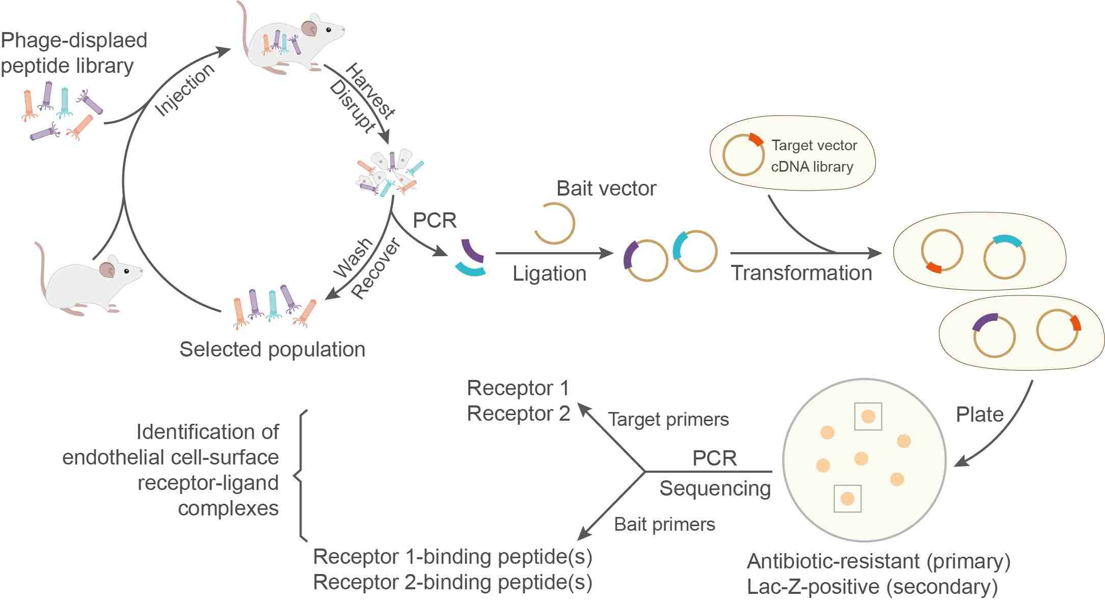 Phage selection in vivo. (Creative Biolabs Original).