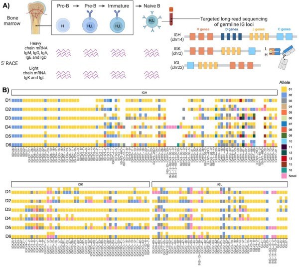 Advanced Antibody Repertoire Analysis Services