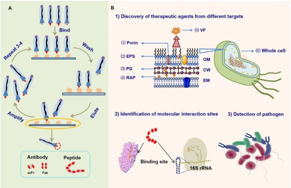Advanced Bioactive Peptide Discovery Service