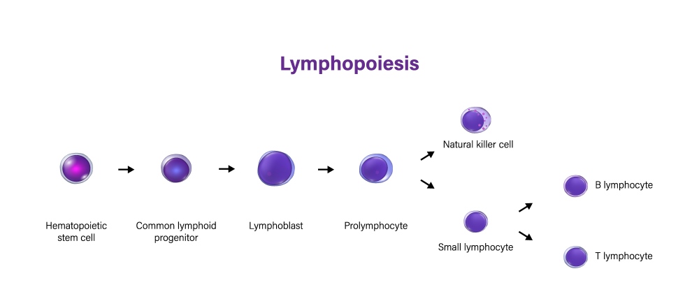 Precision Quantitative Immune Repertoire Profiling Service for Small Lymphocyte
