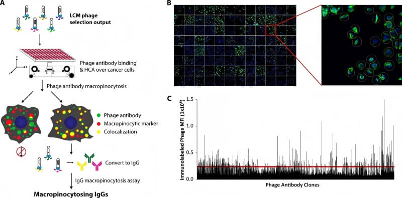 Advanced Internalizing Antibody Discovery Service