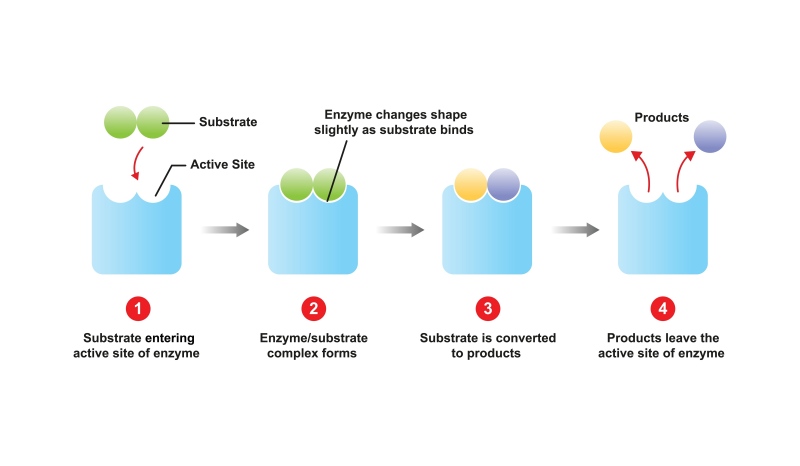 Precision Protease Substrate based Library Screening Service