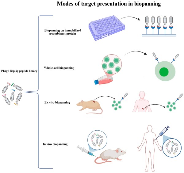Advanced Cell based Library Screening Service