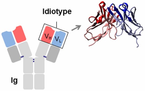 Fig. 1 Idiotope of Antibody. (OA Literature).
