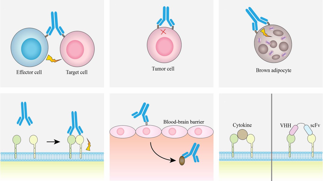 Anti-Idiotypic Antibody Discovery Service for Bispecific Antibody
