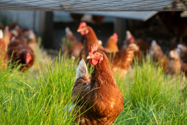 Premium Chicken Anti-Idiotypic Antibody Discovery Service
