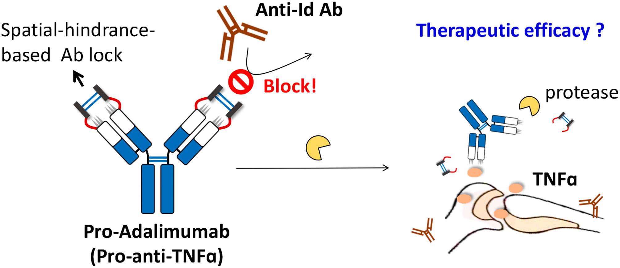 Fig.1 Development of a spatial-hindrance-based Ab lock. (OA Literature).
