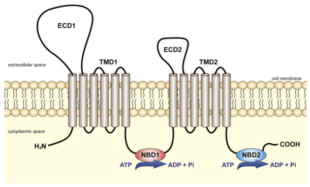 Fig. 1 Topology schematic of ABC-A-subfamily transporter subunit showing TMD, ECD and NBD domain organization. (OA Literature)