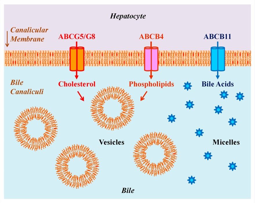 Fig.1 ABCG5/G8, ABCB4, and ABCB11 transporters. (OA Literature)