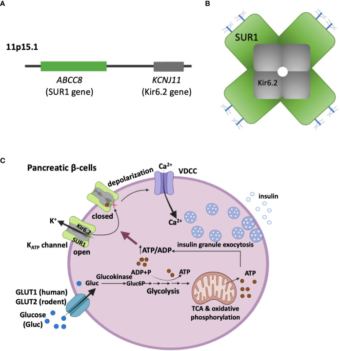 Fig. 1 Local structural visualization of human ABCC8 ion-channel complex for ion-channel regulatory subunit research reagent characterization. (OA Literature)