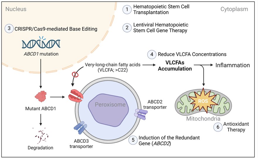 Fig.1 Therapeutic Targets for ABCD1 Mutations. (OA Literature)