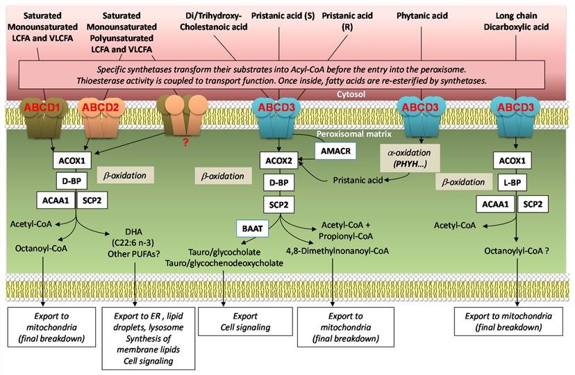 Fig.1 Peroxisomal ABC transporters, including ABCD3. (OA Literature)