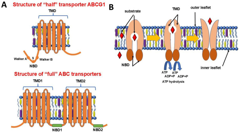 Fig. 1 Topology and putative transport schematic of human ABCG1 homodimer for lipid-transporter research reagent evaluation. (OA Literature)