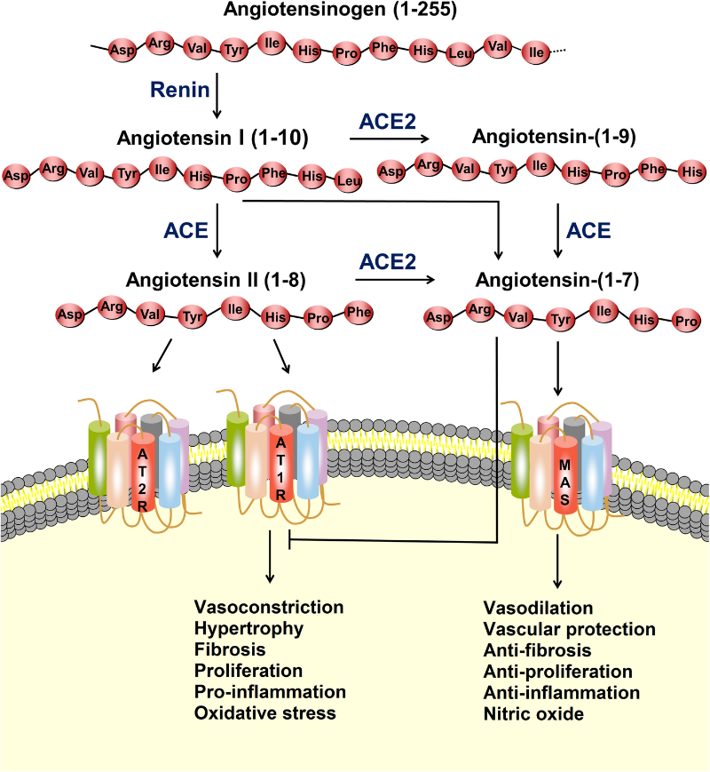 Fig.1 The RAS and ACE axis. (OA Literature)