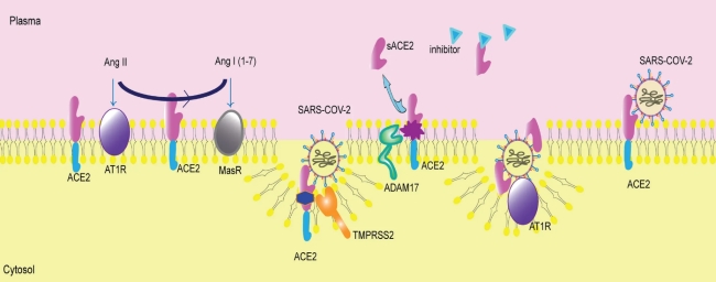Fig.1 Anchored ACE2 and ACE2 cleavage. (OA Literature)