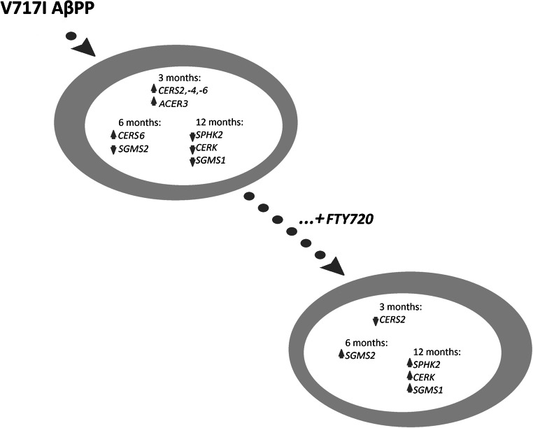 Fig. 1 Time-series sphingolipid metabolic enzyme schematic for Alzheimer's disease research, suitable for ACER3/CERS/SGMS recombinant protein, detection antibody and neural cell functional assays. (OA Literature)