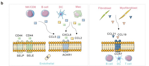 Fig. 1 Schematic of ACKR-related chemokine regulatory pathways for immune mechanism research with matching laboratory reagents. (OA Literature)