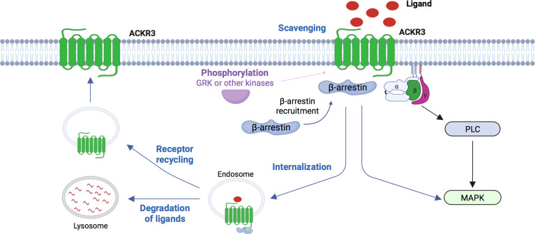 Fig. 1 Putative scavenging-cycle schematic of human ACKR3 for atypical-GPCR research reagent characterization. (OA Literature)