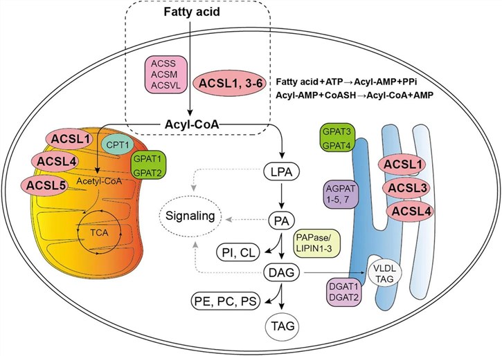 Fig.1 Fatty acid (FA) metabolism via ACSL1. (OA Literature)