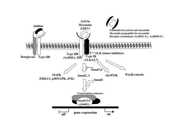 Fig. 1 Schematic diagram of activin family transmembrane receptor pathway including ACVR1C (ALK7), reference illustration for ACVR1C membrane protein, receptor interaction and downstream signaling research reagents. (OA Literature)
